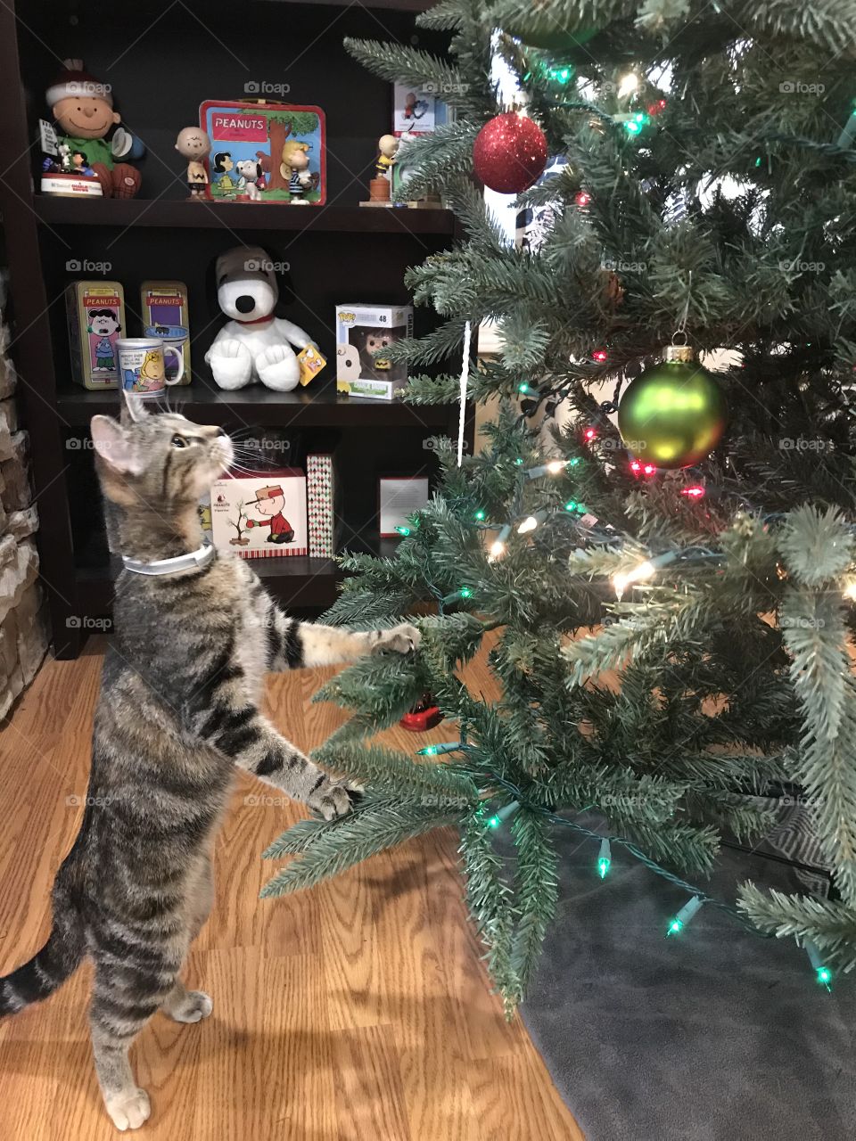 Kitten cat Christmas tree curious 