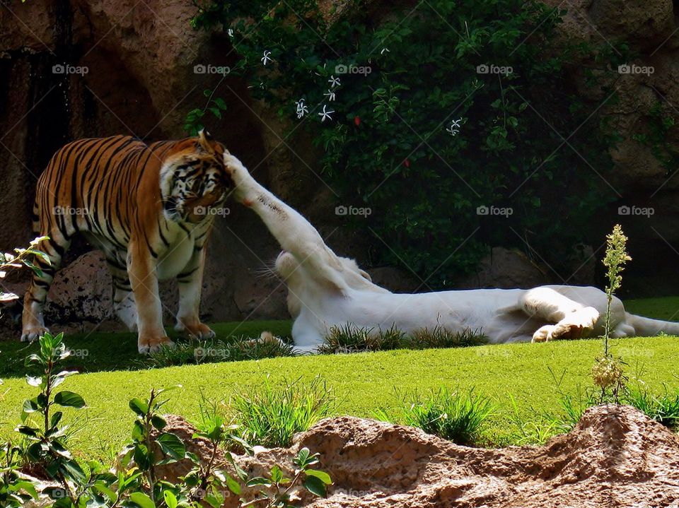 Tiger affection 