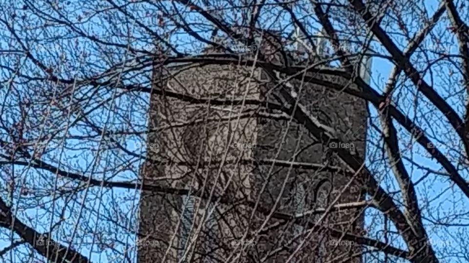 Tree, Branch, Wood, Winter, Nature