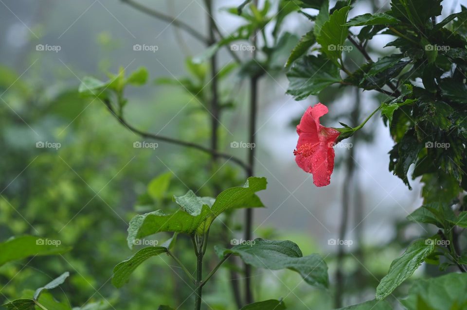 Stand alone Hibiscus flower soaked in the rain