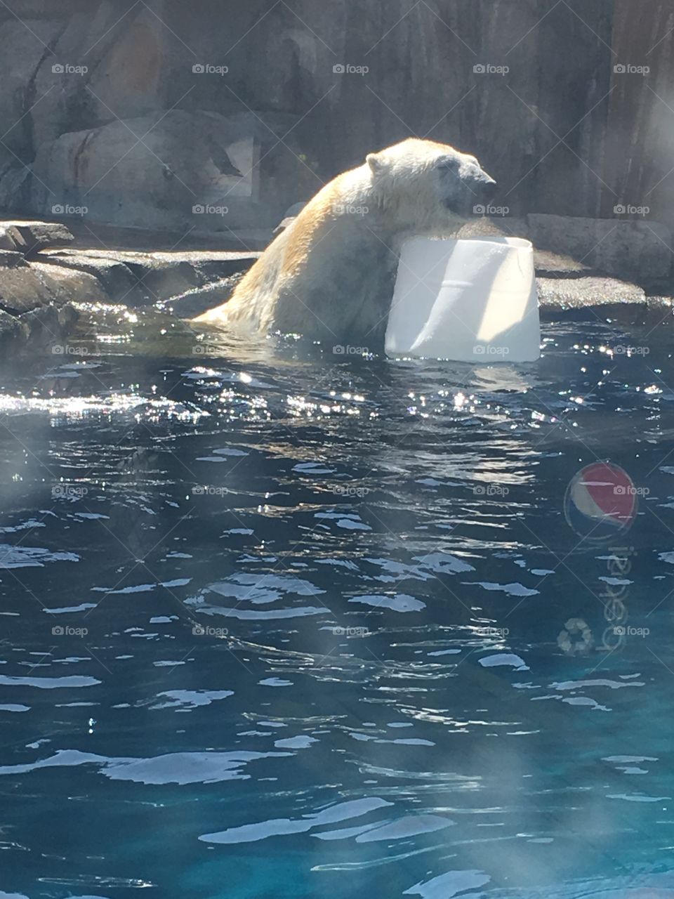One happy polar bear 