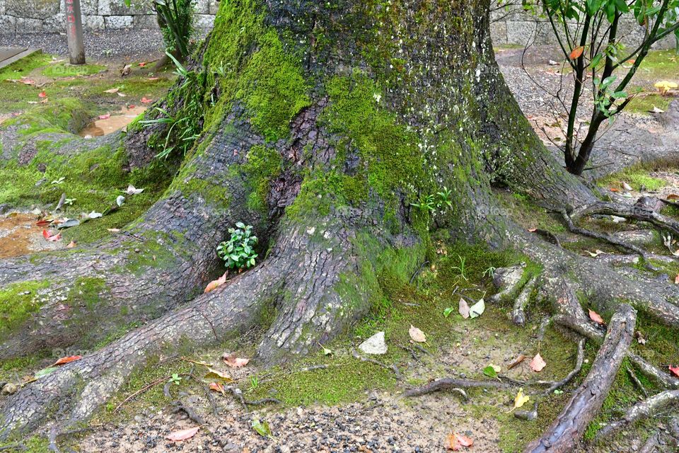 Old tree with green moss