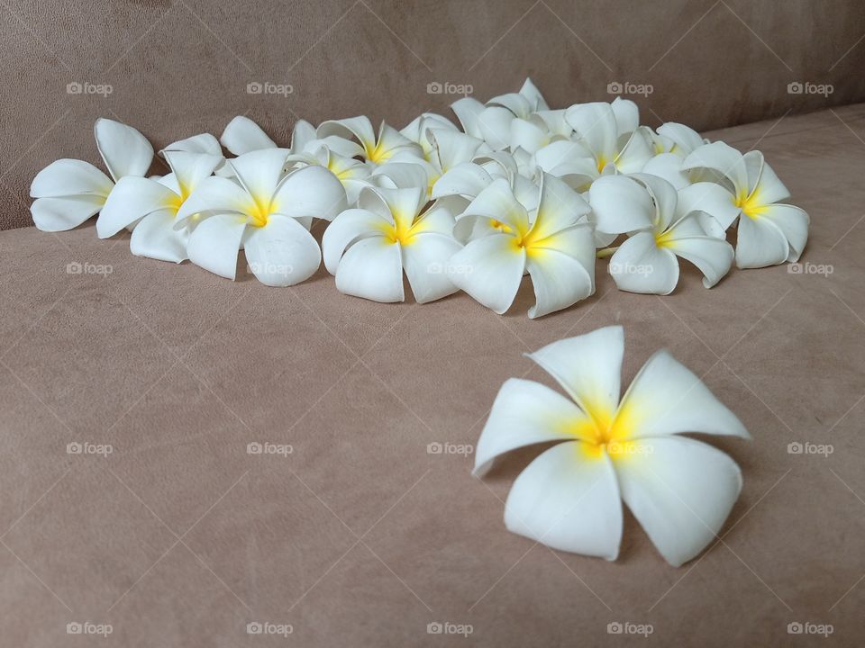 Beautiful Plumeria