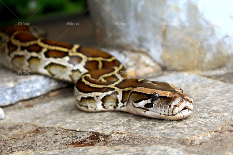 visitor python