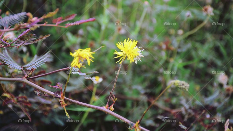 Beautiful yellow flowers with green leaf background