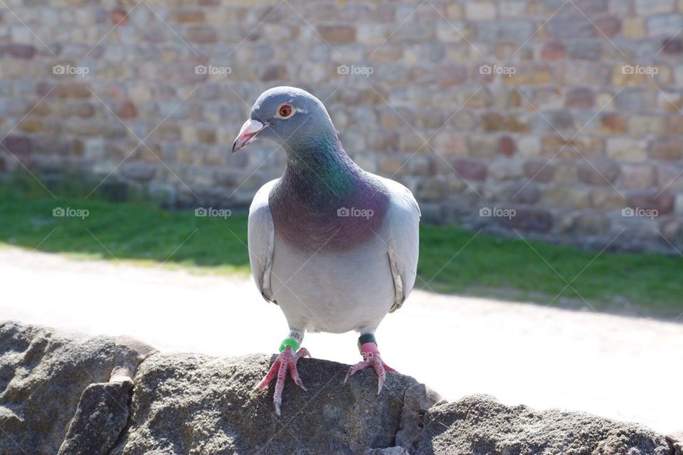 Pigeon close up