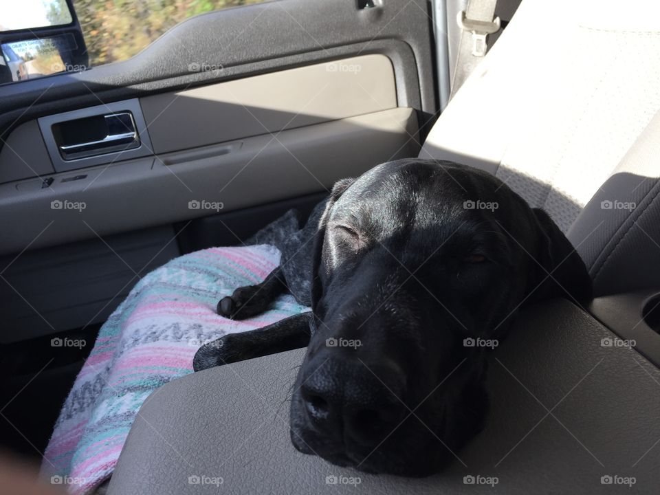 German shorthaired pointer puppy napping in the truck