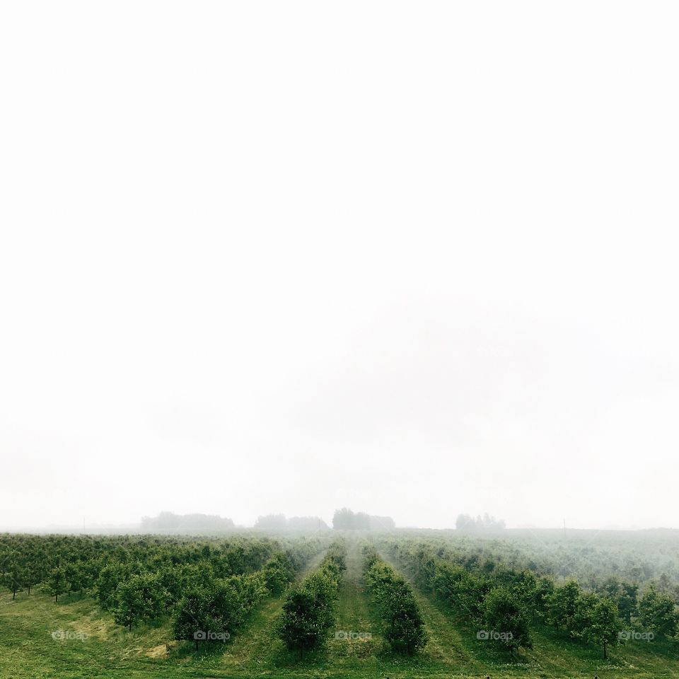 Foggy morning 