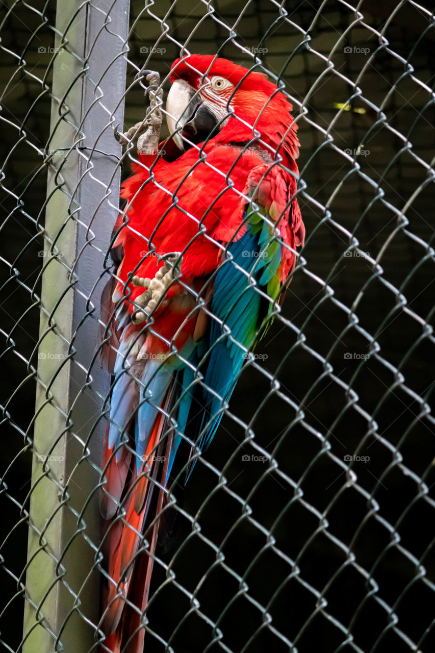 Red macaw with sad look