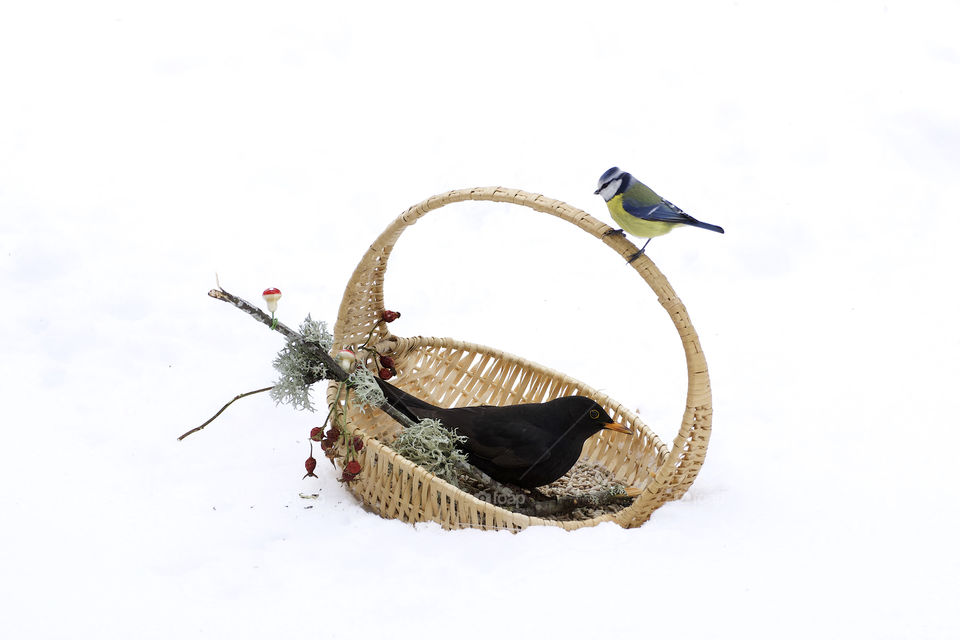 blackbird and bluetit