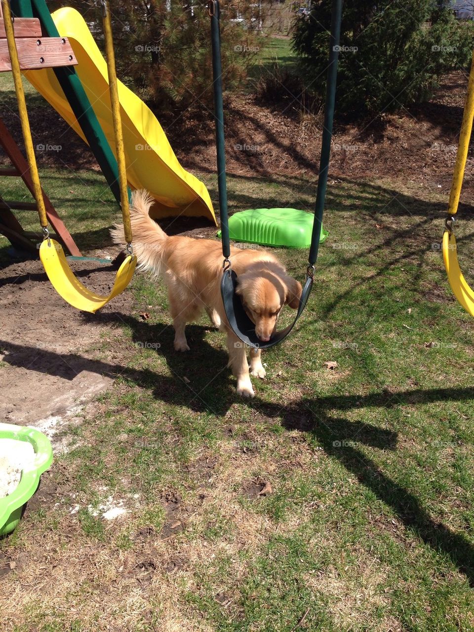 Dog treat hunt on Easter