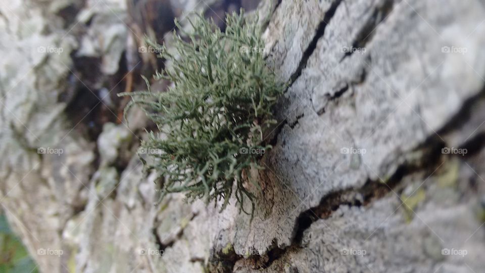 árvore de sinamomo criando barba muito linda
