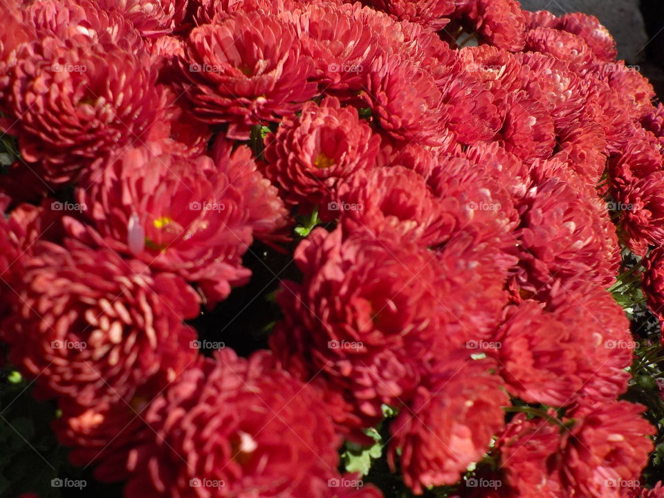  Autumn declared by chrysanthemum 