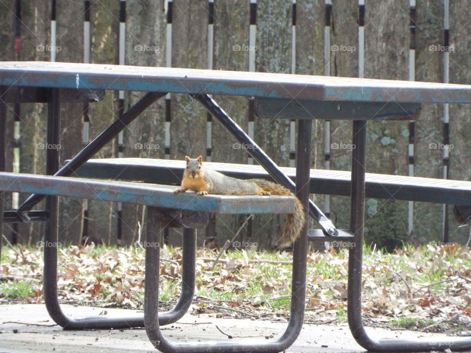 pet squirrel laying on picnic table