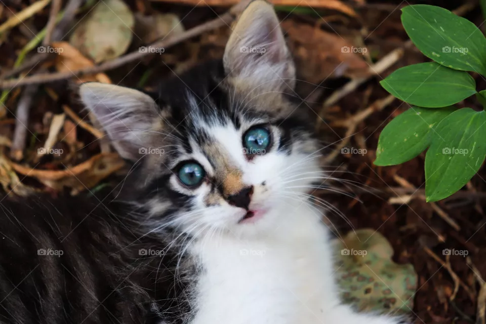 Gatinho.