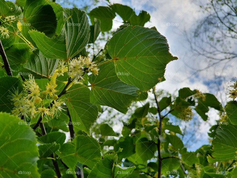 linden tree branch with flowers against the sky