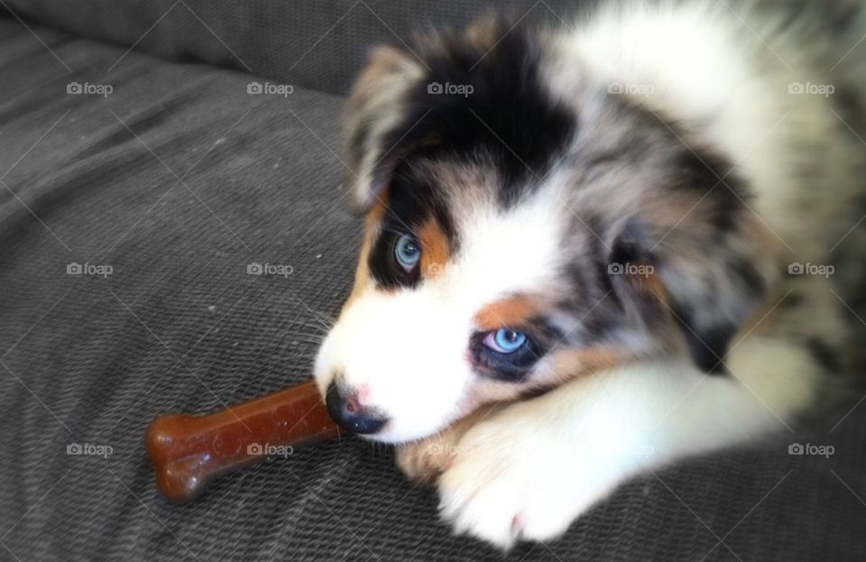 Blue eye puppy