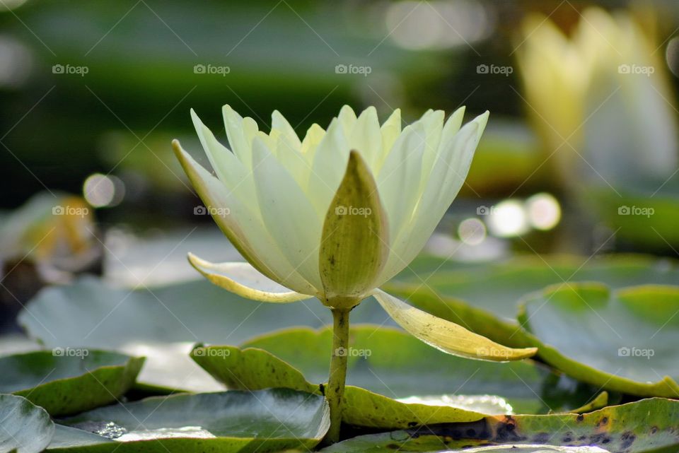 Blooming Lotus flower. Nature’s gift to mankind. 