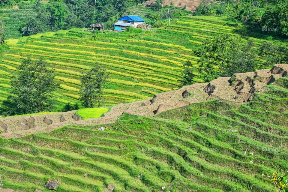 A slopy rural farmland and a lonely house 