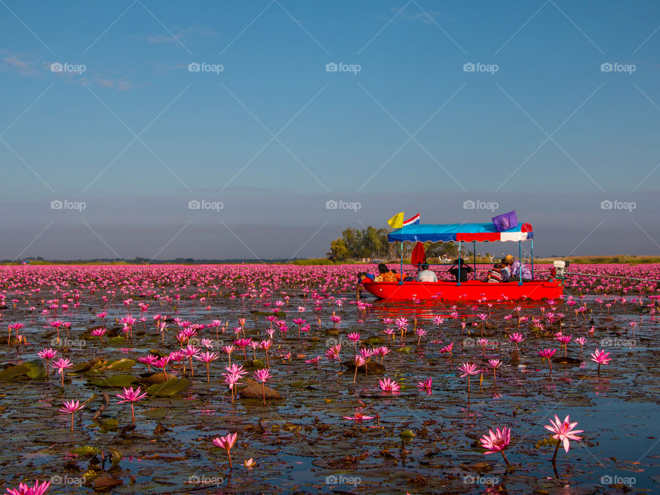 Red Lotus Sea