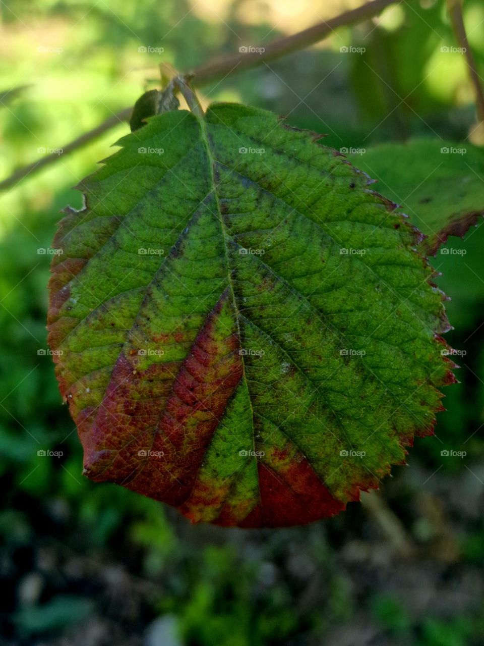 autumn leaf