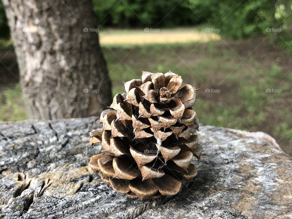 Watson park pinecone view