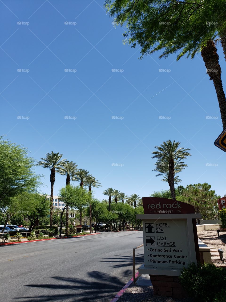 Palm Trees at Red Rock Casino and Resort in Las Vegas, Nevada, USA