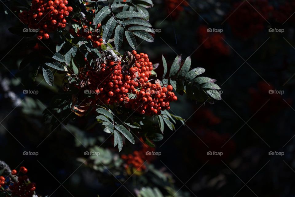 Closeup of Rowan  berry tree branches with red beautiful berries outdoors in the fall 