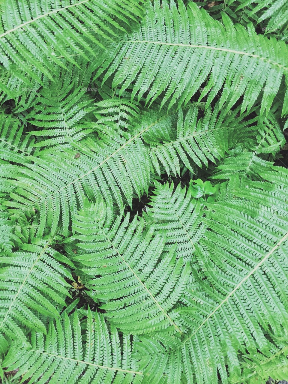 Full frame of ferns