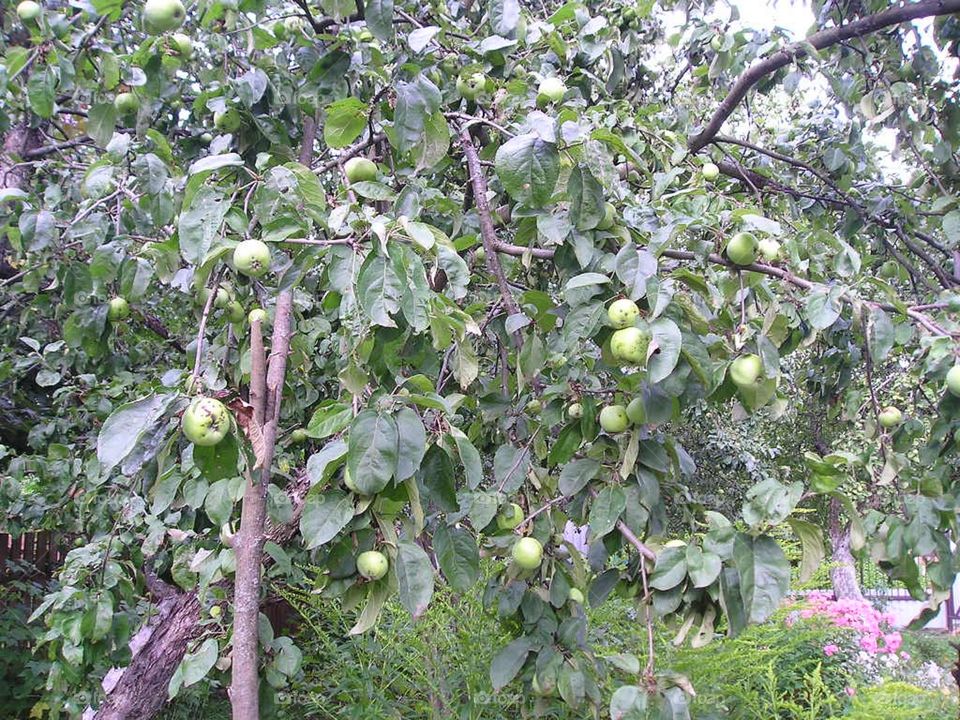 summer apple tree