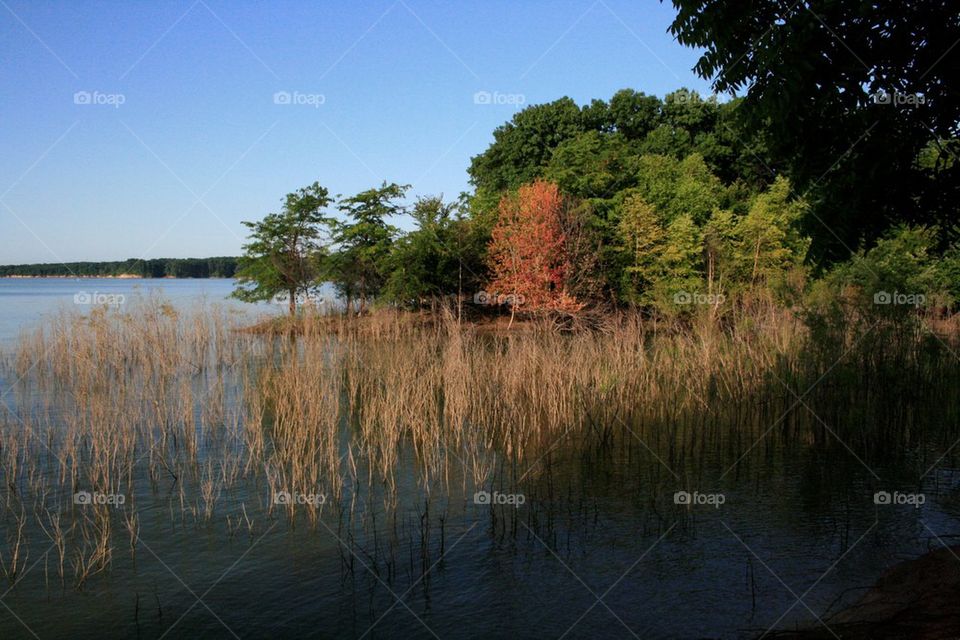 Trees by the Lake