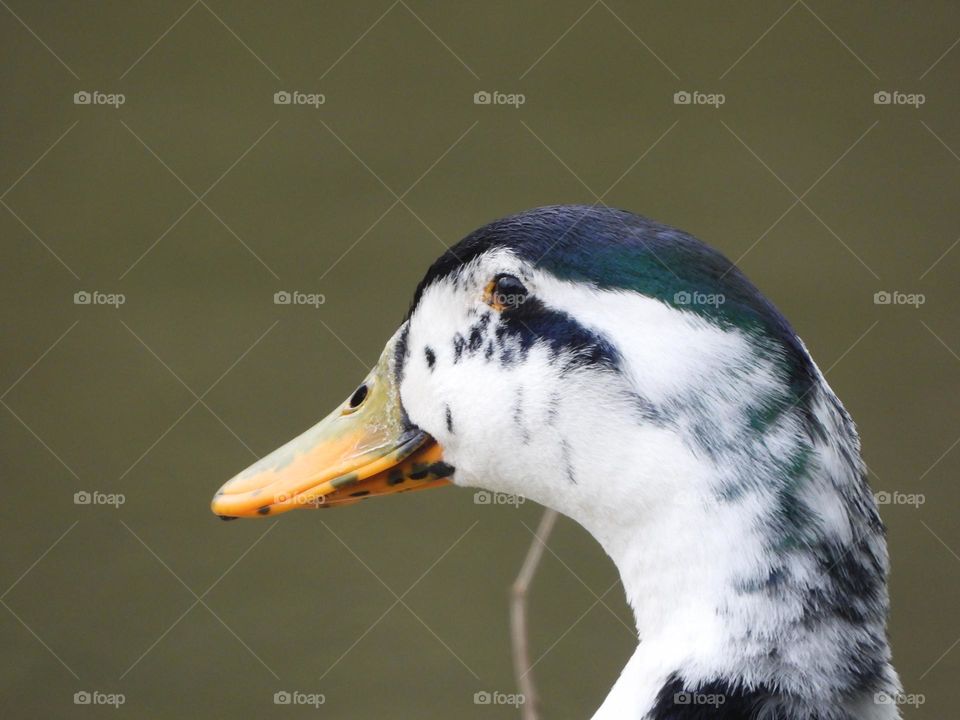 A close up of a duck