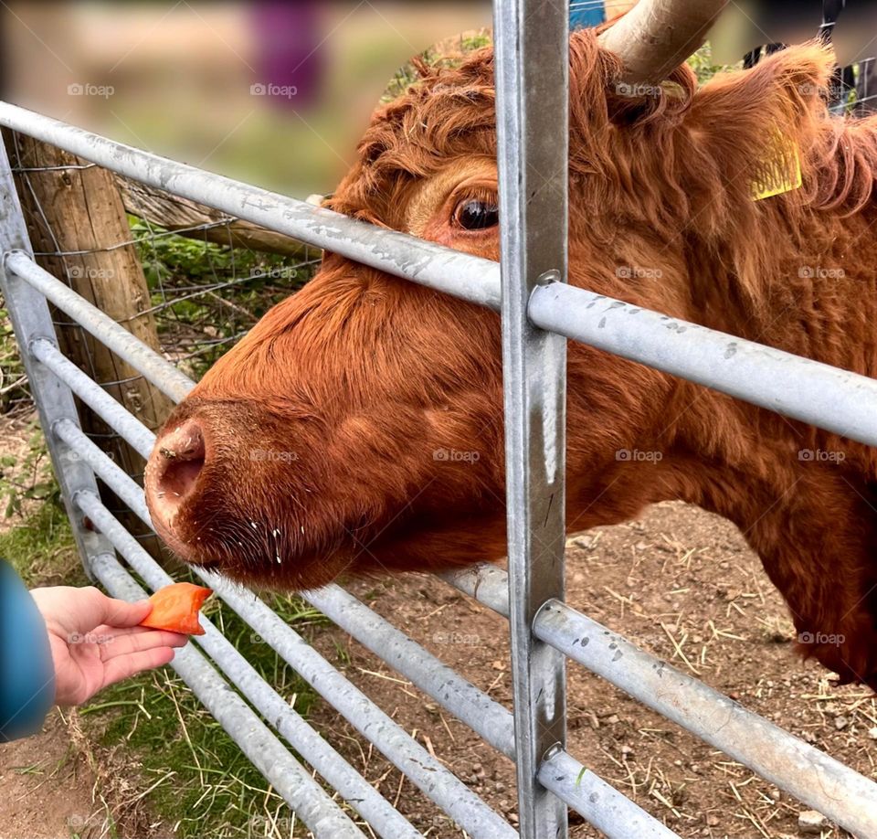 Highland cow