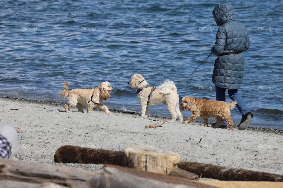 Woman walking her dogs on the beach