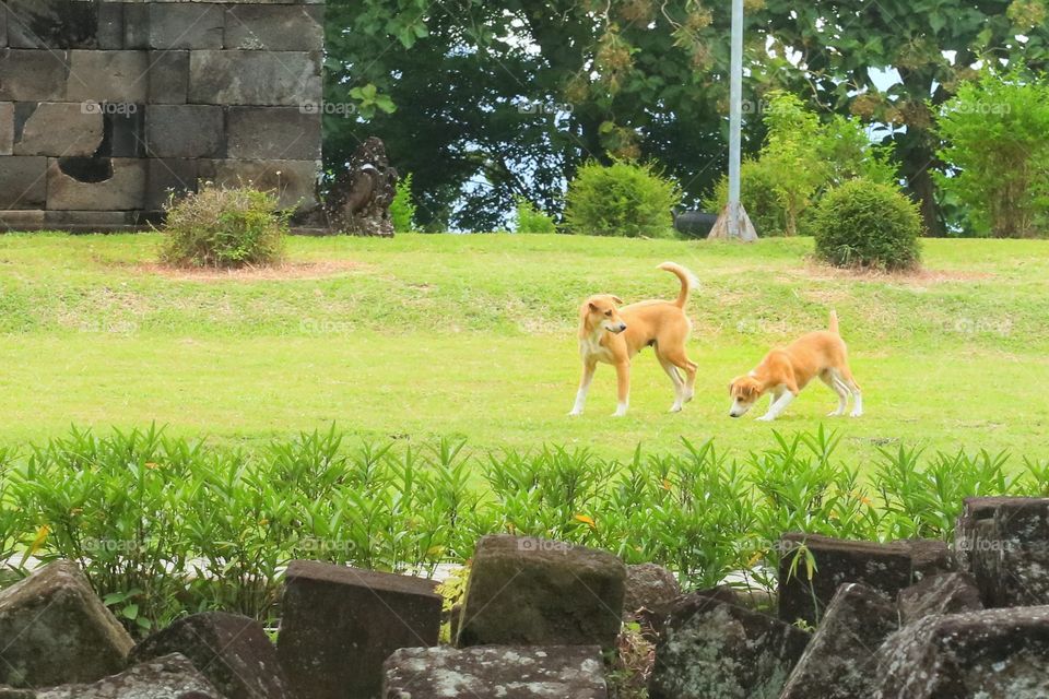 Dogs playing the park