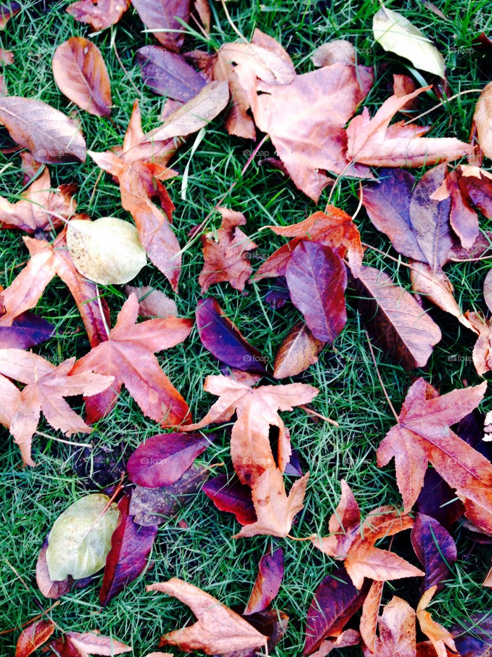 Leaves on the grass