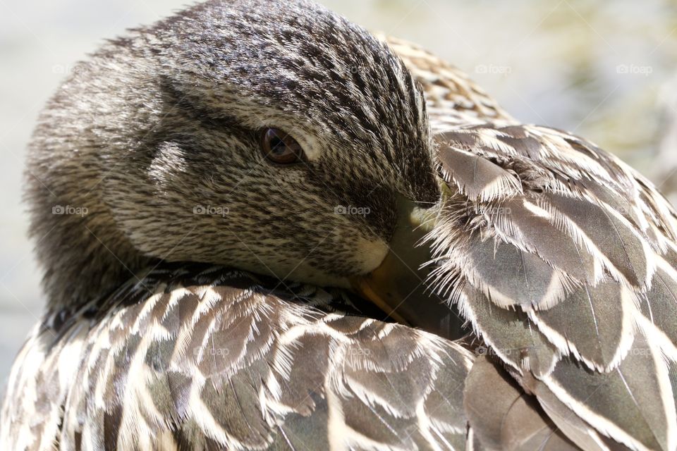 Portrait of a wild duck