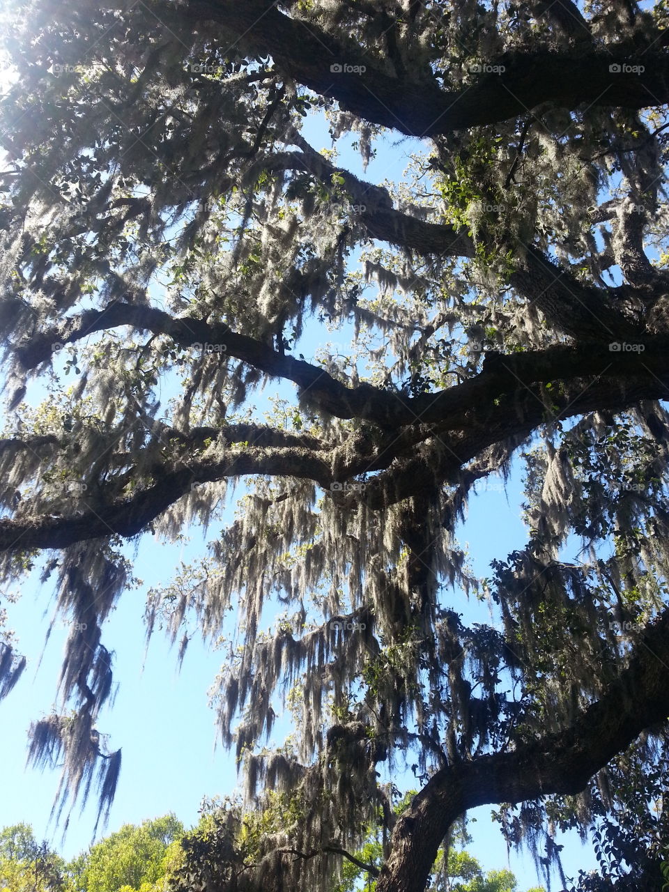 Tree. Taken at Airline Garden Wilmington, NC.