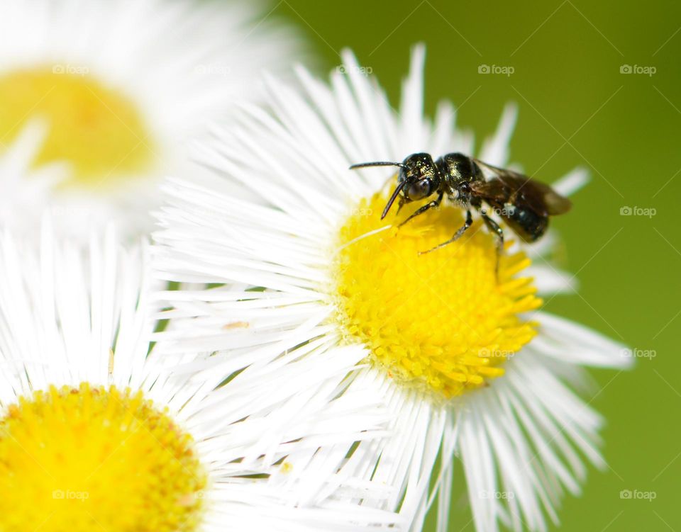 Ant on a daisy