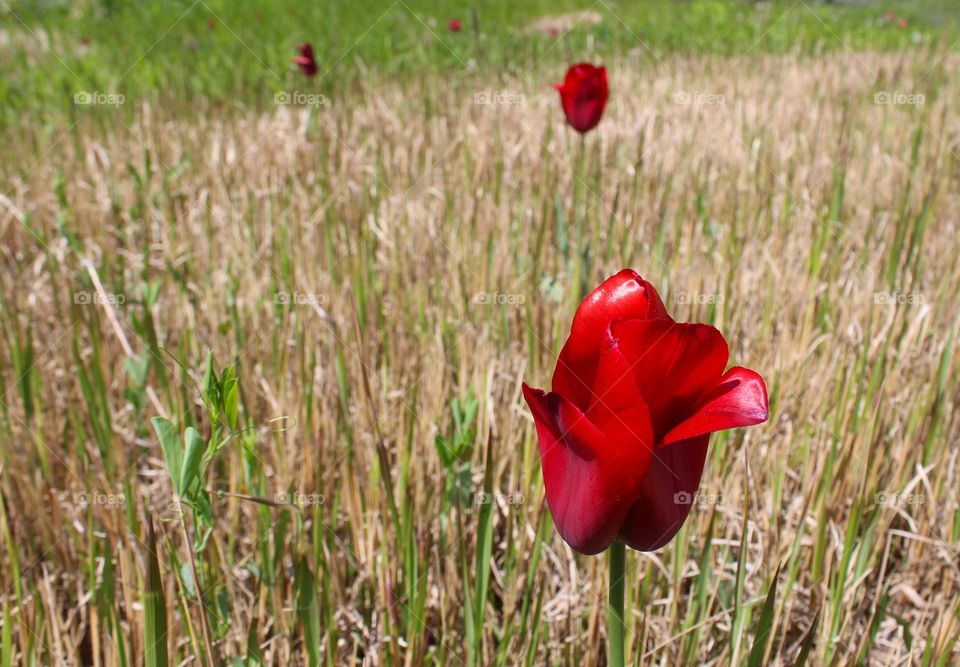 Close up of view of red tulip bud on green yellow meadow.  Springtime