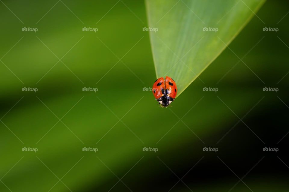 ladybug on green leaf