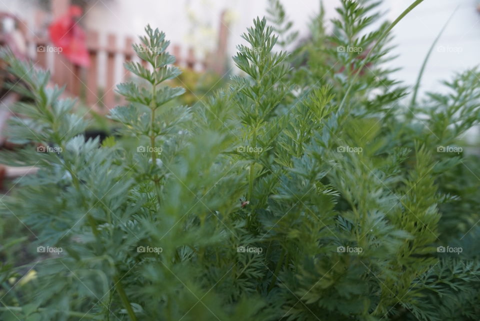 Carrot Leaves 
Carrot Plants