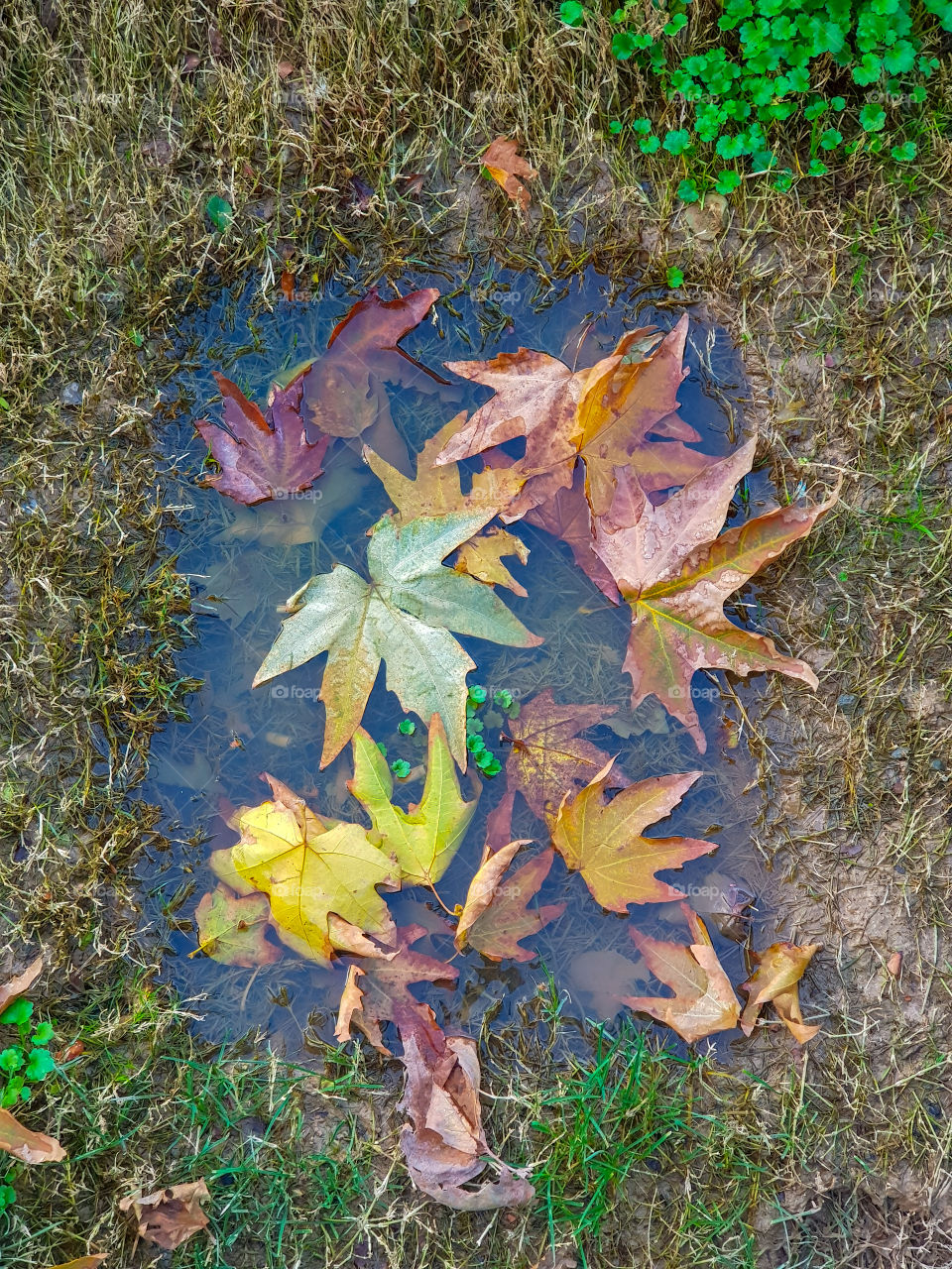 colourful water puddles in fall