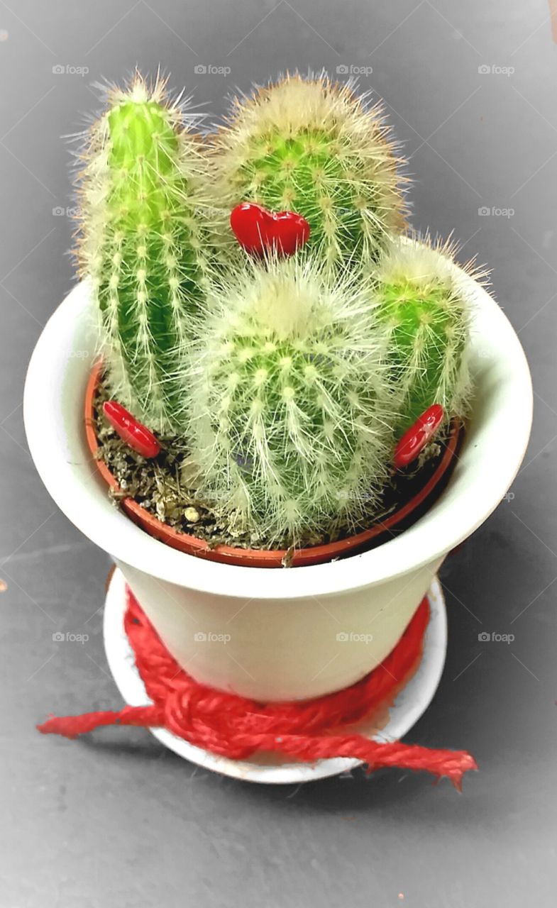cactus