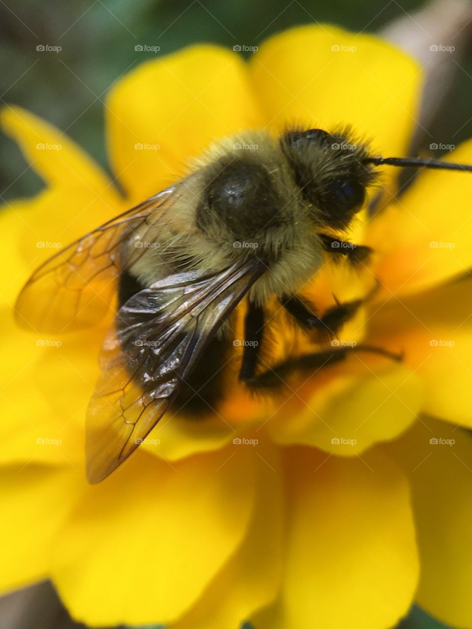 Honey bee on yellow flower