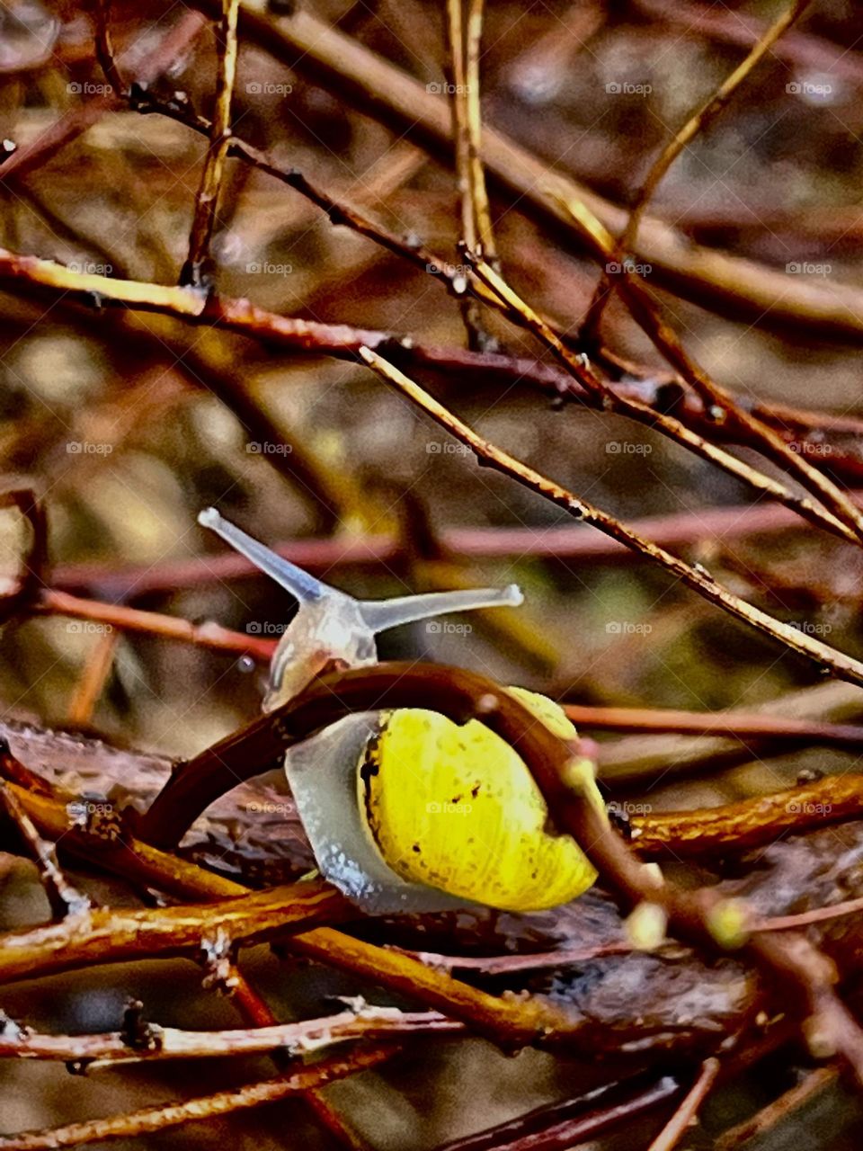 Snail among the twigs...