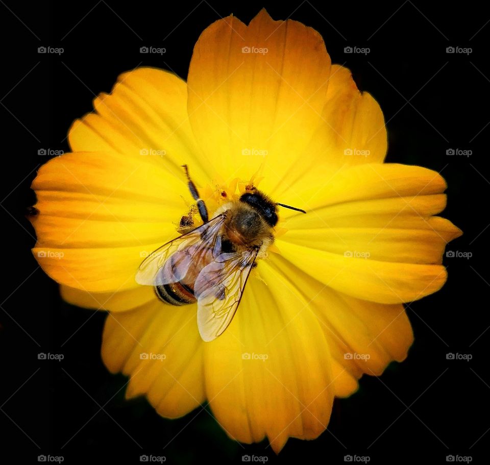 Bee and Flower