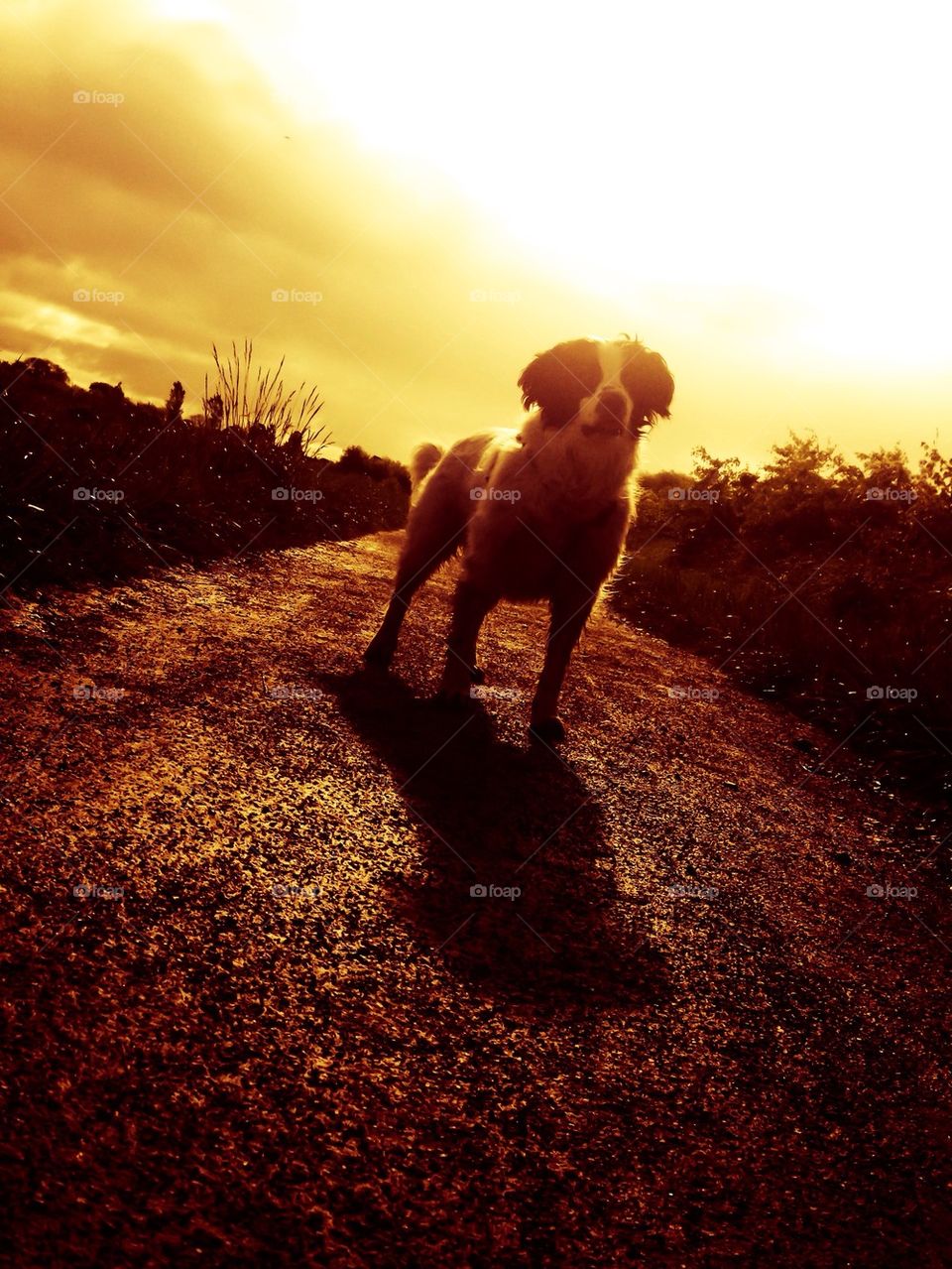 Dog at sunset 