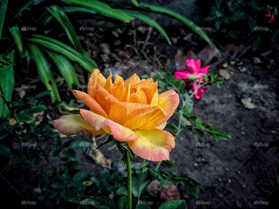 mobile series:plants