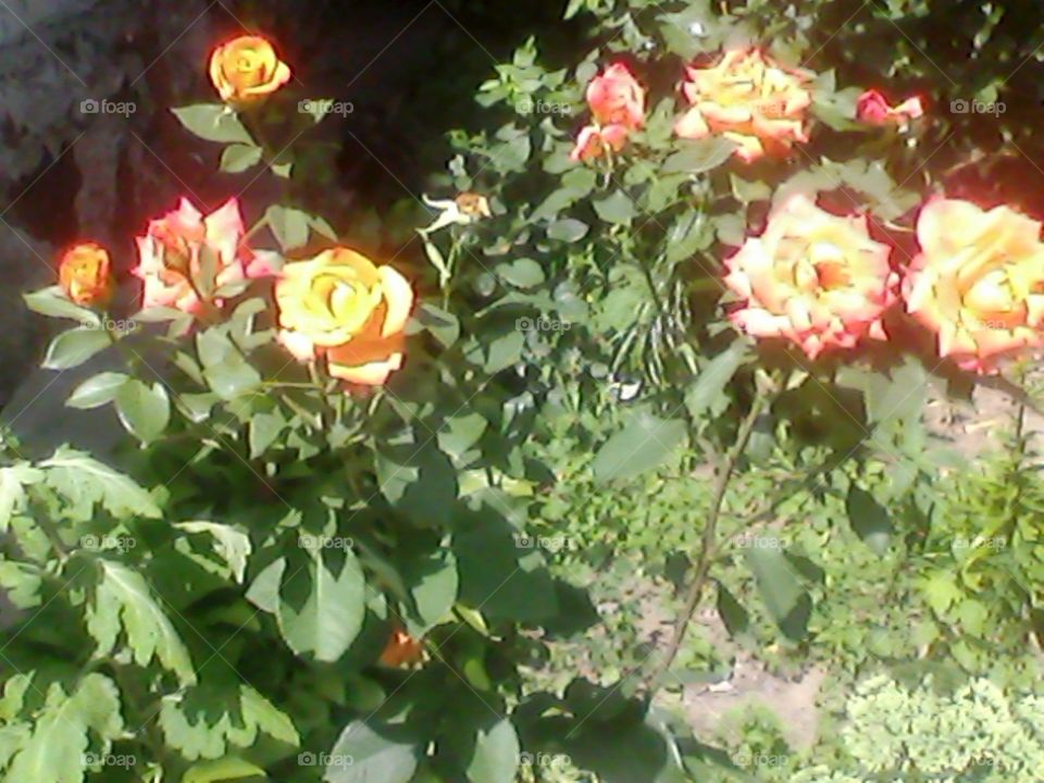 Домашние розы!)